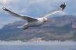 Flying seagulls against the sky over the Adriatic