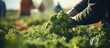 © HN Works - Worker cutting broccoli outdoors on vegetable plantation closeup