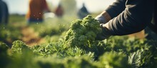 Worker Cutting Broccoli Outdoors On Vegetable Plantation Closeup