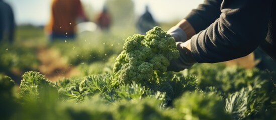 Canvas Print - Worker cutting broccoli outdoors on vegetable plantation closeup