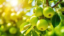 Vibrant Green Apples On Tree Branch Symbolize Growth, Freshness, And Healthy Eating. Outdoor Sunny Day Background With Copy Space.
