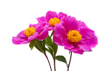 Wall Mural - peony flower isolated