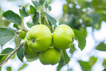 Poster - apples close-up in the garden