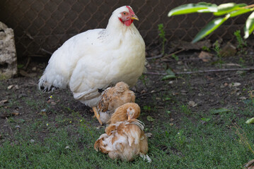 Wall Mural - hen with chickens on the farm