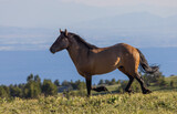 Fototapeta Konie - Wild Horse in Summer in the Pryor Mountains Wild Horse Range Montana