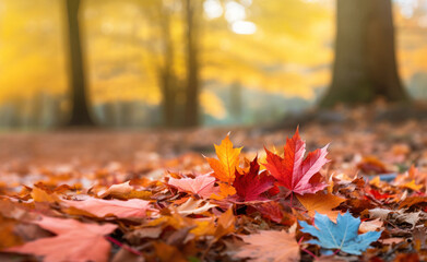 Wall Mural - close up of multicoloured maple leaves lying on the ground in park with yellow trees in background