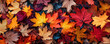 Multicolored fallen maple leaves on the ground, vibrant autumn panoramic background
