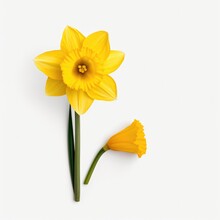 Daffodil On A Plain White Background - Isolated Stock Pictures Lavender_on_a_plain_white_background - Isolated Stock Pictures