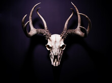 Fictional Animal Skull With Dear Antlers, Isolated On Dark Purple Wall. AI Generated Digital Design.