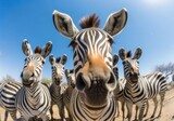 Fototapeta Dziecięca - Animal wildlife group of zebras in savannah under blue sky, GoPro shot ....