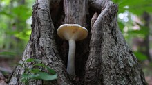 Mushrooms On Tree