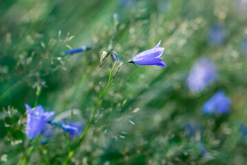 Sticker - Campanula rotundifoli, bluebell   flowers closeup selective focus