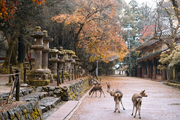 Sticker - Nara Deer Park and autumn temple street in Japan