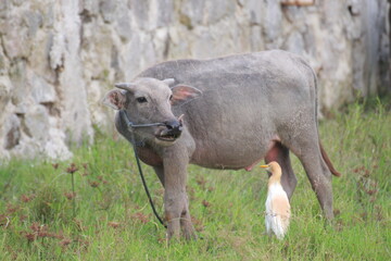 buffalo and egrets are looking for food in the rice fields