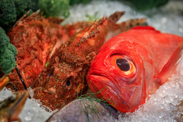 Fresh raw red bigeye and scorpion fish on ice at a restaurant, Beverly Hills, Ca