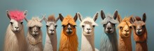 A Group Of Llamas With Different Colored Hair. Llamas And Their Unique Looks, Varieties Of Llama Colors, Adopting Llamas, Caring For Llamas, Colorspecific Needs For Llamas, Grooming Llamas