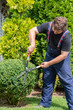 © qwartm - Man gardener in protective clothes with garden shears, scissors or secateurs cutting a boxwood topiary hedge in the garden.