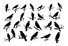 Crows On Tree Branch Silhouette