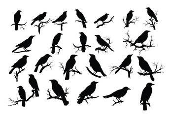Wall Mural - crows on tree branch silhouette