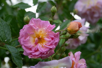 Wall Mural - Blossom of an pink rambling rose flower