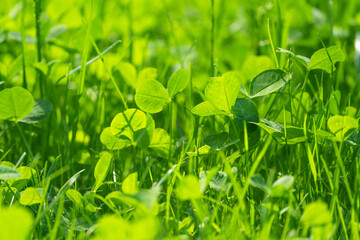 Wall Mural - young green wheat shoots in a spring field, a cloudy day without sun