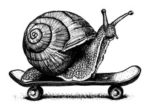 Snail On A Skateboard Illustration