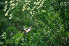 Butterfly Scarce Swallowtail (Iphiclides Podalirius, Sail Swallowtail Or Pear-tree Swallowtail) On A Green Grass. Photography Of A Beautiful, Rare Insect
