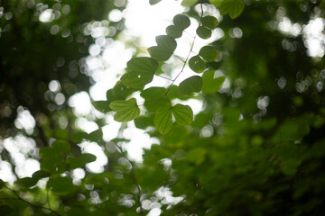 Canvas Print - green leaves background in the forest. soft focus, shallow DOF