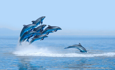 Poster - Group of dolphins jumping on the water - Beautiful seascape and blue sky