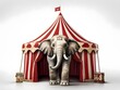 Die Kunststücke der Zirkuselefanten