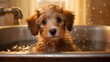 A cute pet puppy with wet hair is taking a bath.