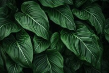 Abstract Tropical Leaves Texture, Nature Background, Tropical Leaf