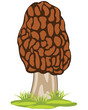 Morel mushroom on white background is insulated