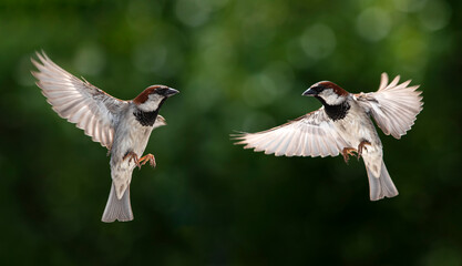 pair of sparrow birds fly with their wings spread against the background of a sunny summer garden opposite each other