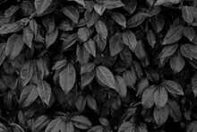 Selective Focus Of Elaeagnus Ebbingei In Black And White Toned, Thorny Olive, Spiny Oleaster And Silverthorn Is A Species Of Flowering Plant In The Family Elaeagnaceae, Nature Dark Leaves Background.