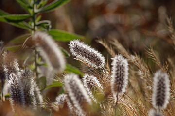 Canvas Print - Glowing hairy wild plants