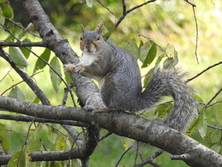 Wall Mural - Eastern gray squirrel enjoying a sunny autumn day in Elkton, Cecil County, Maryland.