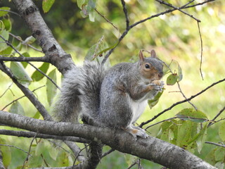 Wall Mural - Eastern gray squirrel eating a peanut, while enjoying a beautiful autumn day in Elkton, Cecil County, Maryland.