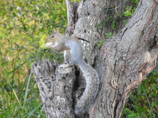 Wall Mural - Eastern gray squirrel eating a peanut, while enjoying a beautiful autumn day in Elkton, Cecil County, Maryland.