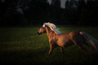 Haflinger horse with white mane is running on the forest