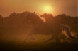 Haflinger horse with white mane is running on the sunset