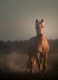Fototapeta  - Haflinger horse with white mane run forward