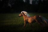 Fototapeta Konie - Haflinger horse with white mane is running on the forest