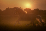 Fototapeta Konie - Haflinger horse with white mane is running on the sunset