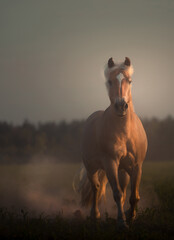 Canvas Print - Haflinger horse with white mane run forward