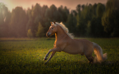 Canvas Print - Haflinger golden horse with white mane is running on the sunset background