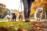 Fototapeta Zwierzęta - Professional Dog Walkers. Dog Walking Business, Services. Professional dog walker, pet sitter walking with different breed and rescue dogs on leash at city park