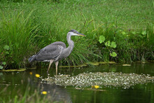 Summer Scene Of A Great Blue Heron Bird Hunting For Food Along The Edge Of A River 