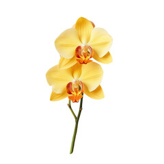 Wall Mural - Isolated yellow orchid on transparent background