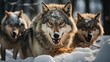 © kept - A viciously beautiful looking pack of wolves.